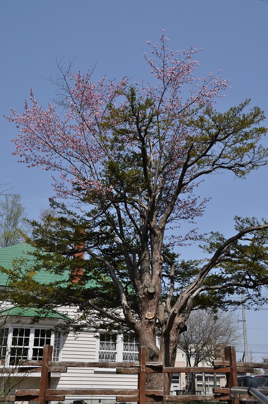 c0240388_10581053.jpg