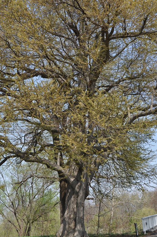 c0240388_1116293.jpg