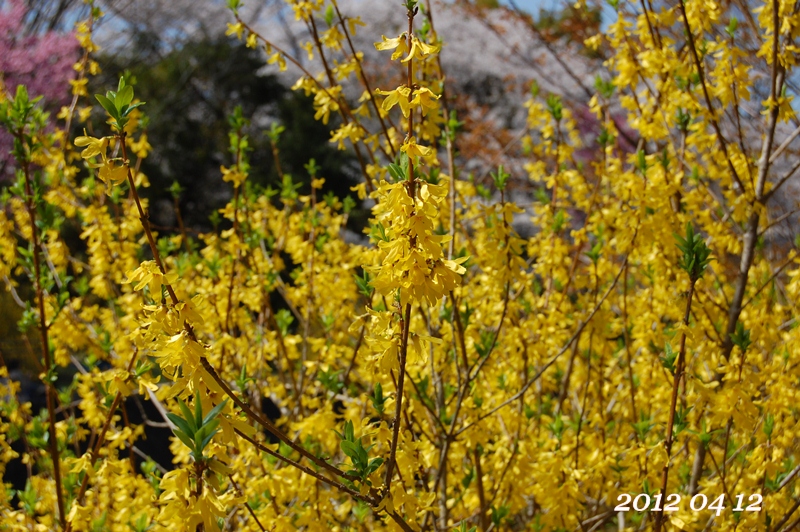 a0155999_39511.jpg