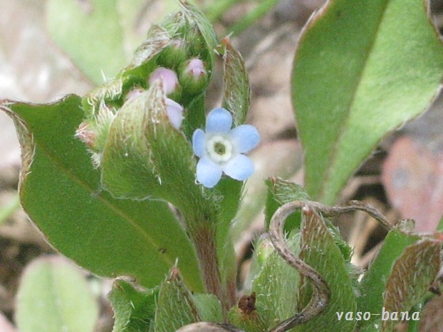 e0025300_994754.jpg