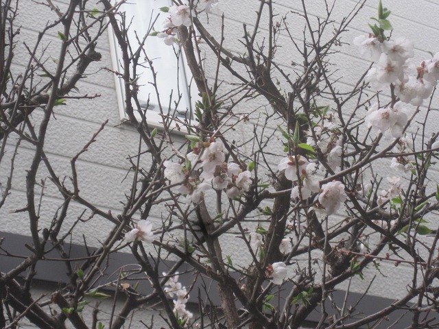 f0202703_21392590.jpg