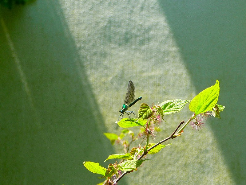 f0182513_22143081.jpg