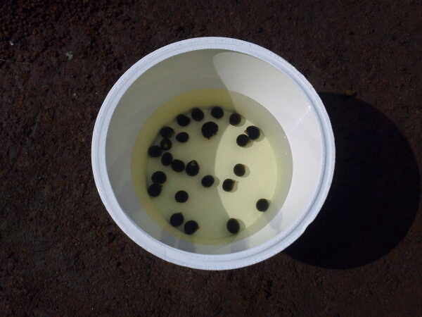 c0246826_8253847.jpg