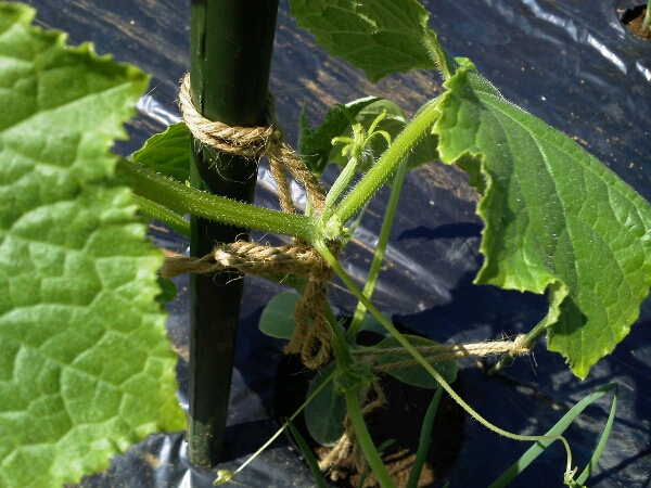 c0246826_9243497.jpg