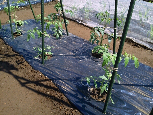 c0246826_9592510.jpg