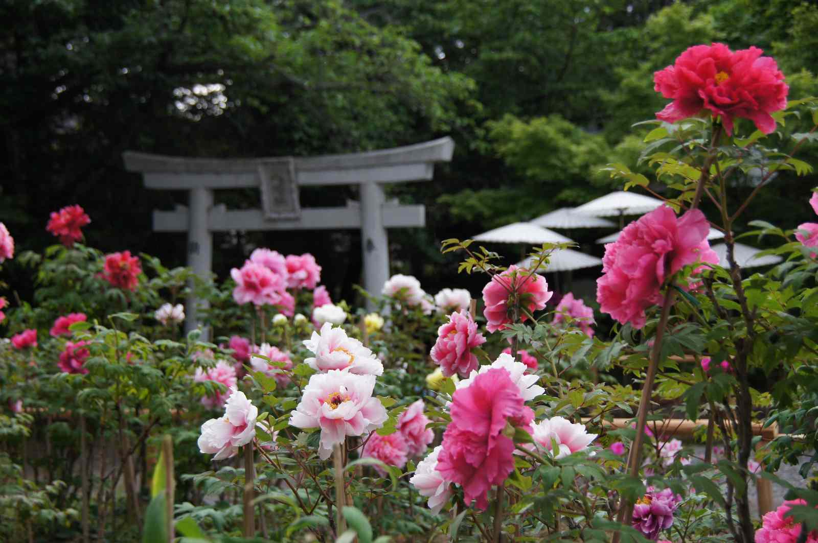 d0048750_21172931.jpg