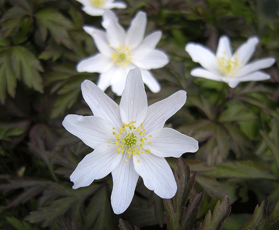 a0001354_22561261.gif