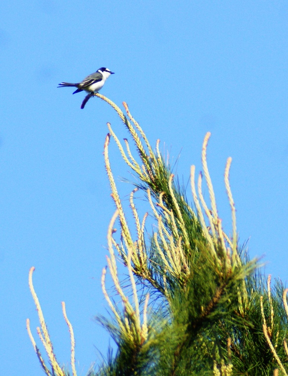 a0053771_921010.jpg