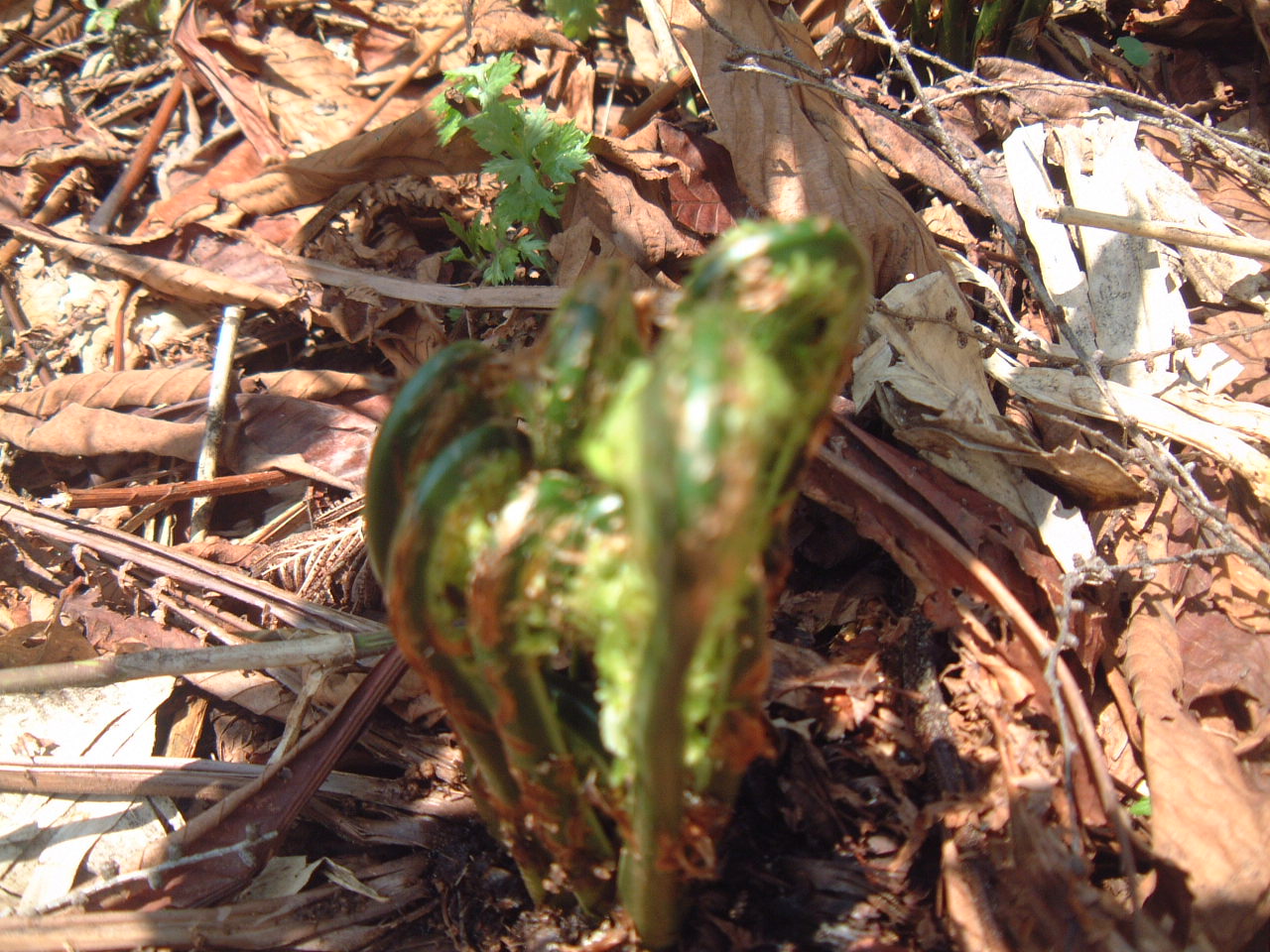 c0237780_12125349.jpg