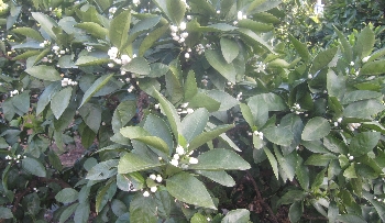 f0003283_6164777.jpg