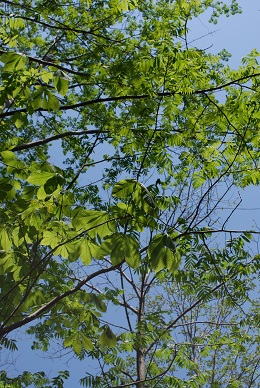 a0133886_18191577.jpg