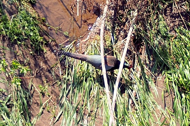 e0137200_18343992.jpg