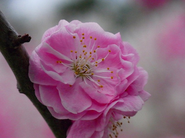 f0157901_2028599.jpg