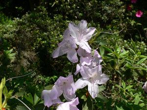 e0247702_52726100.jpg