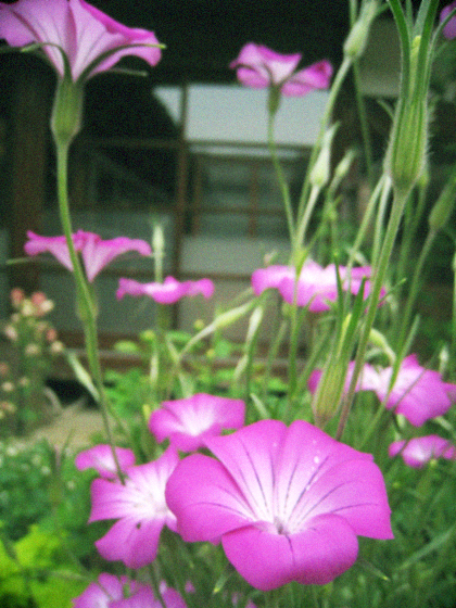 d0077603_23415075.jpg