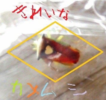 f0187704_21113736.jpg