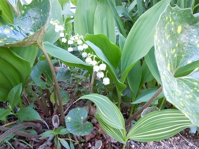 c0117007_2002969.jpg