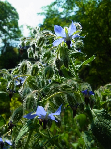 c0086221_20455469.jpg