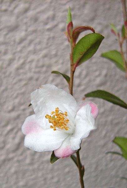 a0001354_2014370.gif