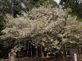 e0105760_048533.jpg