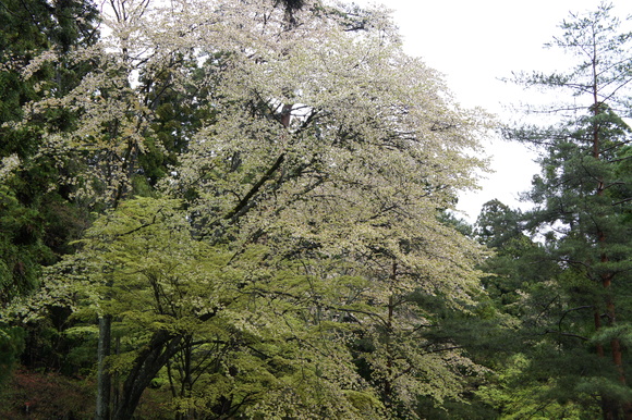 c0062361_1759436.jpg