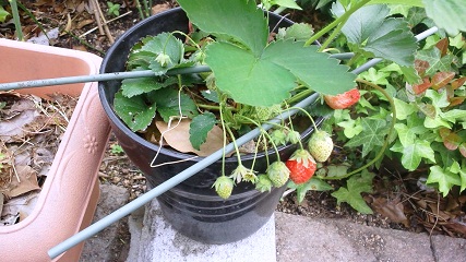 f0152875_9124963.jpg
