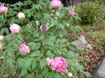 a0234877_120542.jpg