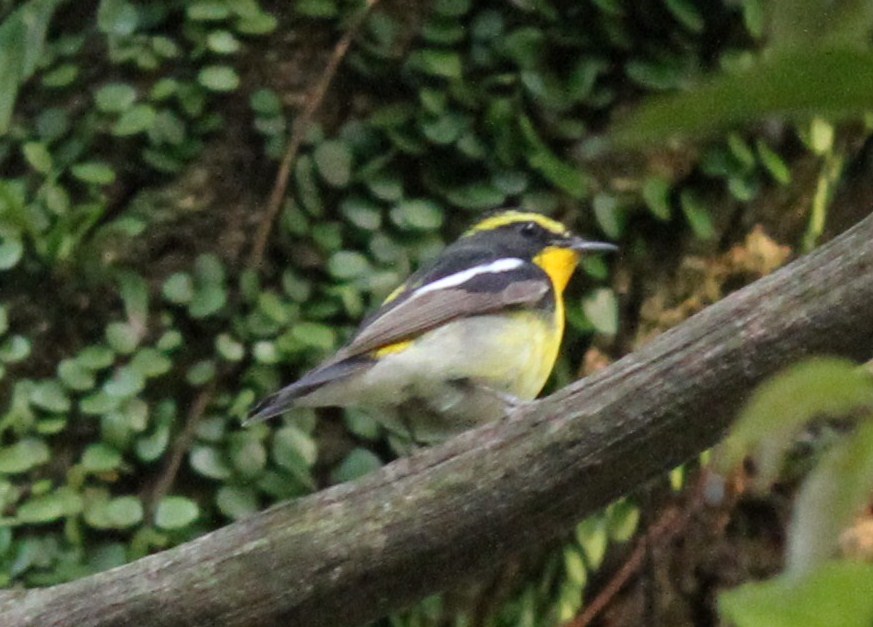 e0197884_7532990.jpg