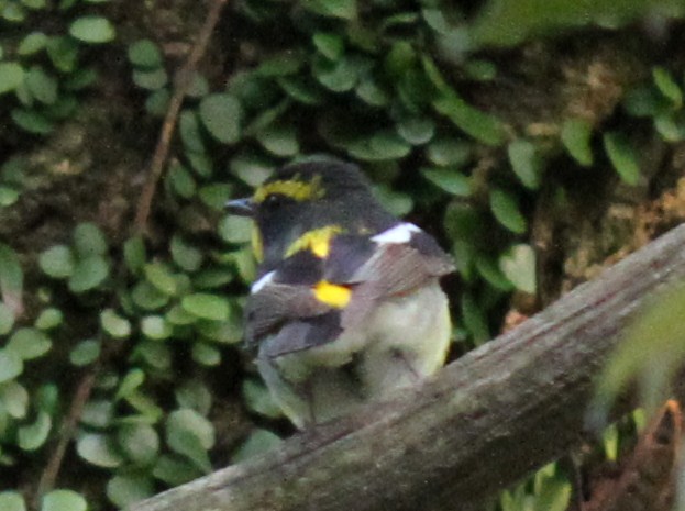 e0197884_7535143.jpg