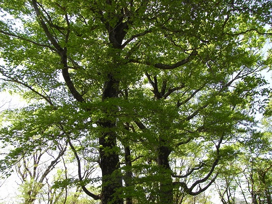f0187402_215704.jpg