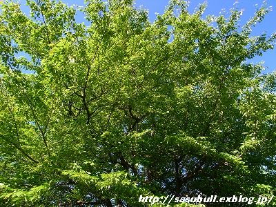 e0145805_19219100.jpg
