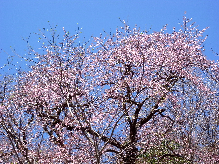 f0103126_2237570.jpg