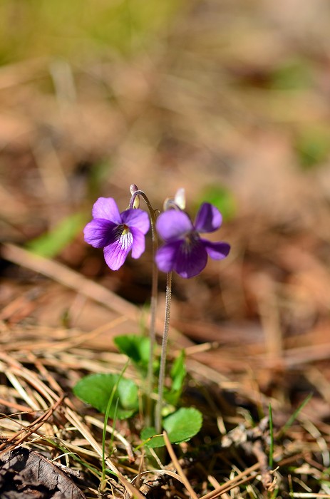 b0236334_20285534.jpg