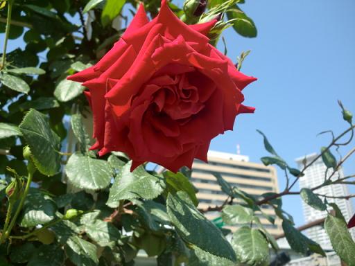 d0165735_19332251.jpg