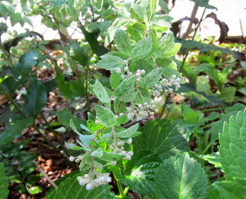 b0178339_202322100.jpg