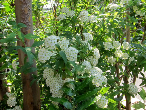 b0178339_2034196.jpg