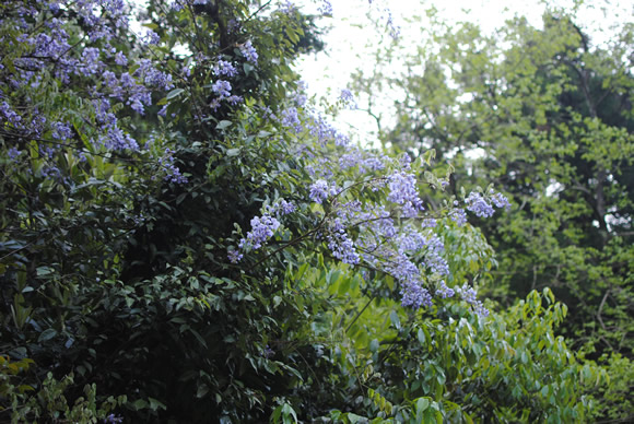 a0166150_1312256.jpg