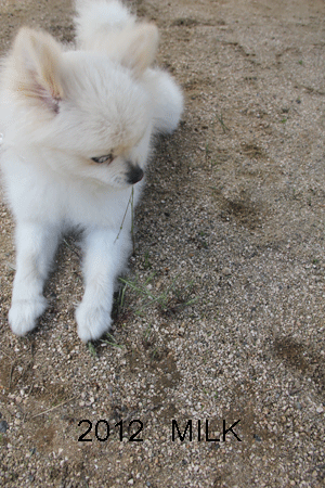 e0145259_4243079.gif