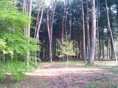 e0151566_21511164.jpg