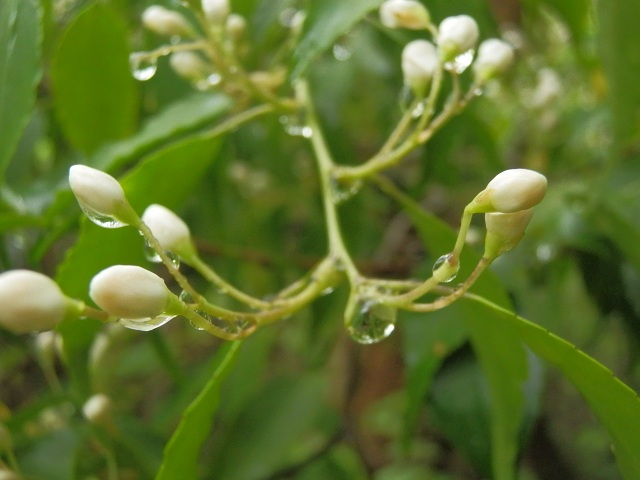 c0042869_6372360.jpg