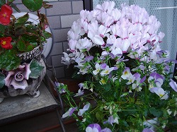 a0142083_1153466.jpg