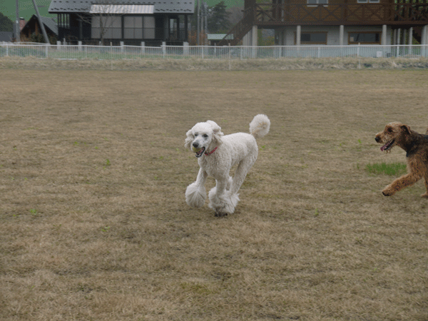a0216583_12105840.gif