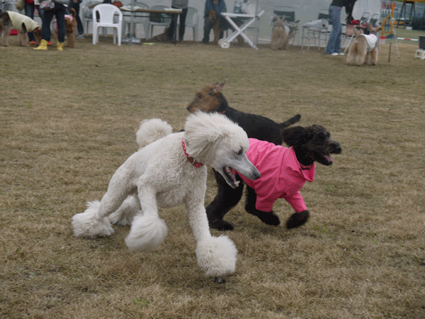 a0216583_12111523.gif