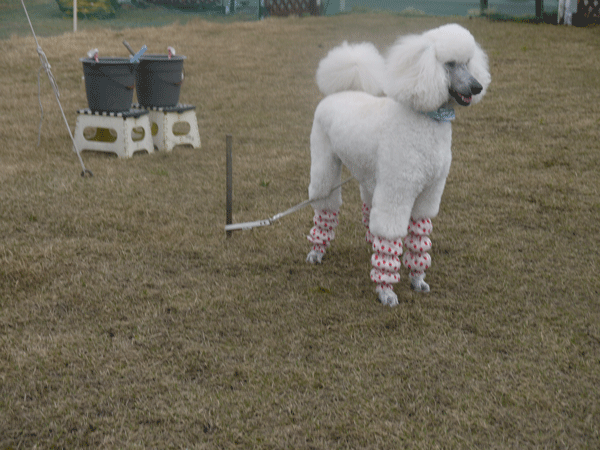 a0216583_12111921.gif