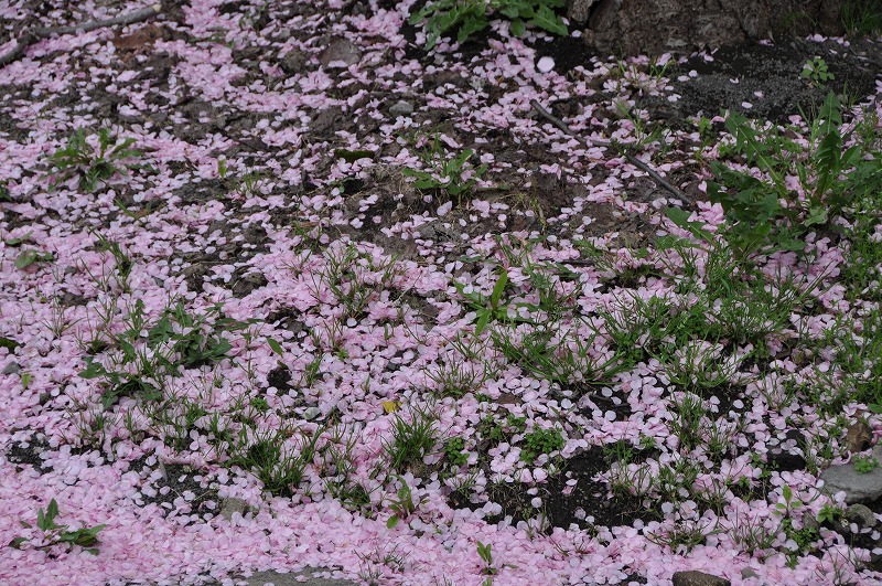 c0240388_17485727.jpg