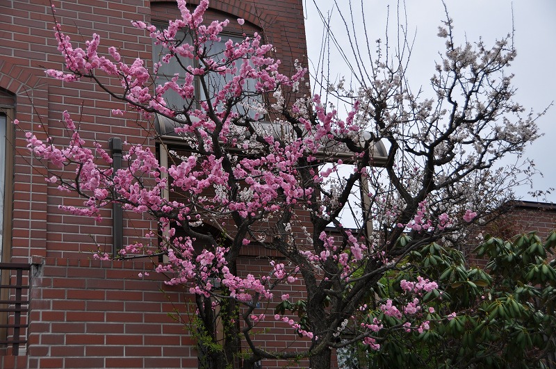 c0240388_174914100.jpg