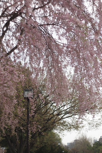c0202705_17443972.jpg