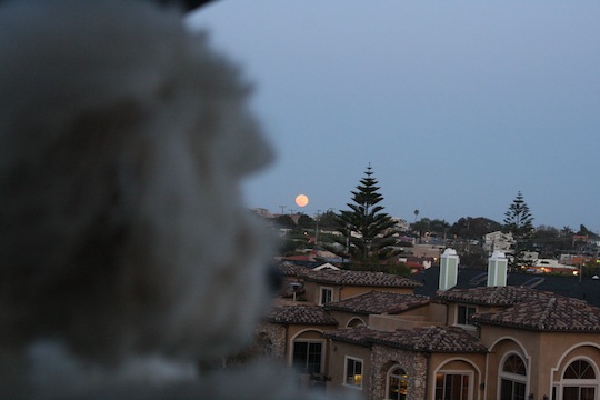 a0112911_93529.jpg