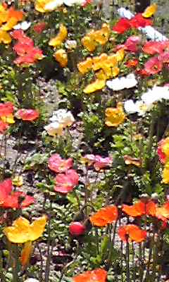 a0050838_1443811.jpg