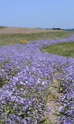 a0050838_1471570.jpg